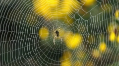 Mi az erősebb acél vagy az internet?